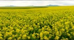 Mustard field in Bloom near Milk River, Albert