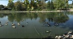 Coonskin Park Duck Pond