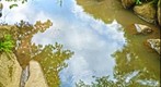 Water strider