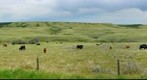 Cattle ranch, Cypress Hills, Alberta