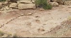 Copper Ridge Dinosaur Trackways - near Moab, Utah