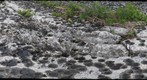 Mississipian Reef 5
