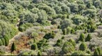 Southern Sardinian Forest