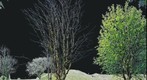Dead Tree Living Tree