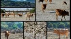 Sea Cow Safari