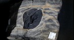 Snowball Earth Educational Rock Sample Suite TS-20