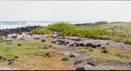 Tortuga Bay - Coastal Vegetation - 200mm