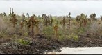 El Garrapatero - North View - 300mm