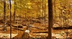 Wolsfeld Woods fall color