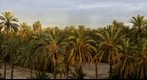 Palmeral de Elche/Palmtree forest of Elche