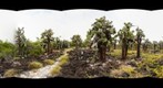 Tortuga Bay - Opuntia Cactus - Low-resolution - 360 degrees