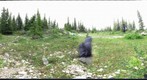 120716 - Arctic Ecology 2012 - Ramsay creek_Kelsey