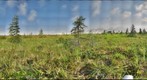 120718 - Arctic Ecology - Churchill Manitoba - Twin Lakes Fen - Cassie