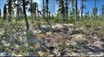 120717 - Arctic Ecology - Churchill Manitoba - Goose Creek Bog - Cassie