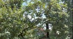 An apple tree