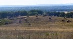 The cows