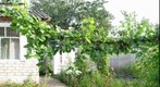 Grape