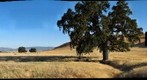 Quercus lobata