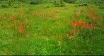 Indian Paintbrush, Bow Lake, Alberta