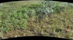 120717 - Arctic Ecology - Churchill Manitoba - Gregg2 Q6 - Kelsie