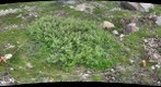 120716 - Arctic Ecology - Churchill Manitoba - Rock Bluff A Q6