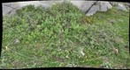 120716 - Arctic Ecology - Churchill Manitoba - Rock Bluff A Q5 - Kelsie