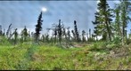 120712 - Arctic Ecology - Churchill Manitoba - Goose Creek Cabin Bog - Hayley and Cassie