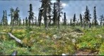 120712 - Arctic Ecology - Churchill Manitoba - Goose Creek Cabin Bog - Chris