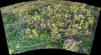 120715 - Arctic Ecology - Churchill Manitoba - Tundra Ponds Q6 - Kelsie