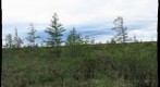 120708 - Arctic Ecology - Churchill Manitoba - Twin Lakes Fen - Eric