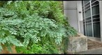 cmu outside