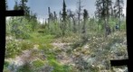 120712 - Arctic Ecology - Churchill Manitoba - Goose Creek Bog - Natalie