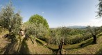 Olive grove with overview on Lucca, Italy