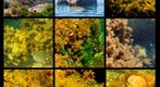 Fly Cove snorkeling