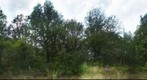A part of the forest at the mountain