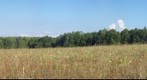 The forest