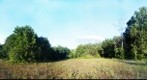 The forest