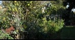far back yard #1