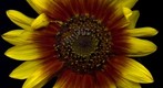 Helianthus annuus / Sunflower