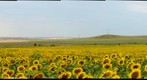 Sunny Field on a Cloudy Day