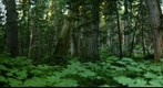 Dome Creek Ancient Cedar Forest