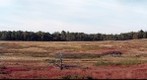 Big Meadows