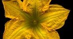 Cucurbita pepo / Zucchini