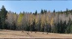 Elk