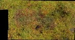 Sundew - Drosera