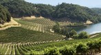 Vineyard and Lake