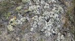 Florida Lichens