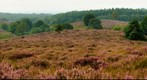 heide heath moor Pos