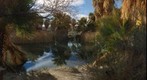 Oasis in the Coachella Valley