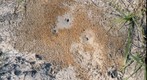 Busy Ants